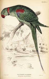 Alexandrine parakit eller Alexandrine papegoja, Psittacula eupatria av William Home Lizars