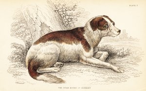 Galthund från Tyskland, Canis lupus familiaris av William Home Lizars