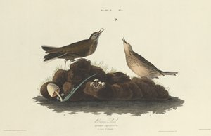 Brun lärka, 1827. av William Home Lizars