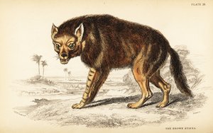Brun hyena eller strandvarg, Hyaena brunnea (Hyaena fusca) av William Home Lizars