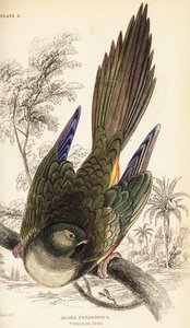 Grävande papegoja eller Patagonian conure, Cyanoliseus patagonus av William Home Lizars