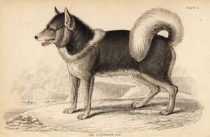 Kanadensisk eskimåhund eller qimmiq, Canis lupus av William Home Lizars