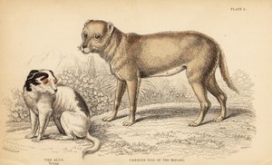 Bärarhund av indianerna eller Techichi från Mexiko, förfader till chihuahuan, Canis lupus familiaris, och en ung Alco-hund, Yzi-cuinte potzotli i Mexiko, Canis lupus familiaris (Canis alco)