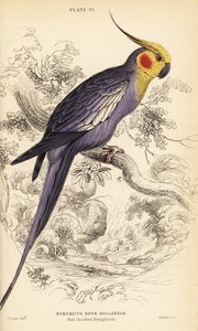 Cockatiel, Nymphicus hollandicus av William Home Lizars