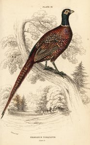 Vanlig fasan (ringhals), fasan colchicus torquatus