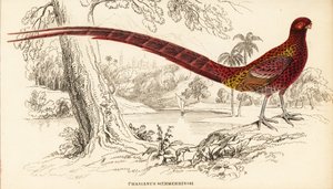 Kopparfasan eller Soemmerrings fasan, Syrmaticus soemmerringii (Phasianus soemmerringii)