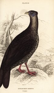 Crested fireback, Lophura ignita, hona (Macartney-tuppen, Euplocomus ignitus) av William Home Lizars