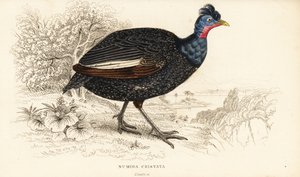 Krönad pärlhöna, Guttera pucherani (Numida cristata) av William Home Lizars