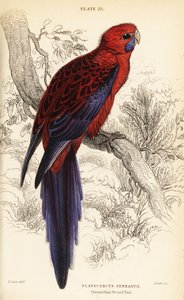 Crimson rosella, Platycercus elegans av William Home Lizars