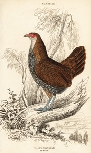 Grå djungelfågelhona eller Sonnerats djungelfågel, Gallus sonneratii (Gallus sonnerati) av William Home Lizars