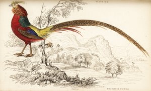 Guldfasan eller kinesisk fasan, Chrysolophus pictus (Phasianus pictus) av William Home Lizars