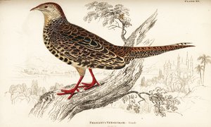 Grön fasan eller japansk grön fasan, hona, Phasianus versicolor av William Home Lizars