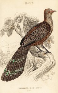 Grå påfågel-fasan eller burmesisk påfågel-fasan, Polyplectron bicalcaratum av William Home Lizars