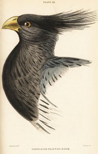 Chef för den västra grobladätaren, Crinifer piscator (brokig grobladätare, krönt grobladätare, Chizoeris variegata) av William Home Lizars