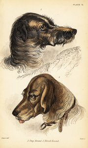 Huvuden av en hjorthund 1 och blodhund 2, Canis lupus familiaris (Canis sagaces och Canis sanguinarius) av William Home Lizars