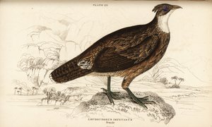 Himalayan Monal, Hona, Lophaphorus impanes av William Home Lizars
