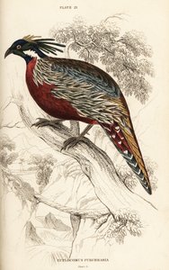Koklass fasan, Pucrasia macrolopha av William Home Lizars