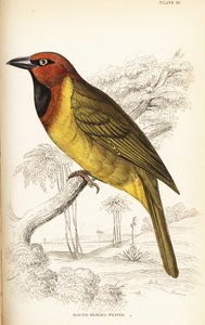 Olivnackad vävare eller rundvingad vävare, Ploceus brachypterus av William Home Lizars