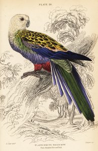 Blekhövdad rosella (palliceps) av William Home Lizars