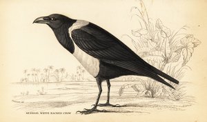 Röd kråka, Corvus albus av William Home Lizars