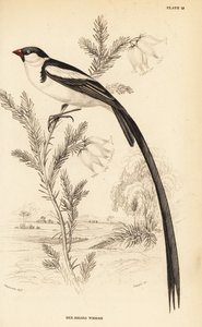 Pin-tailed whydah, Vidua macroura (rödnäbbad whidah, Vidua erythrorhynchus) av William Home Lizars