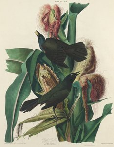 Lila grackle, 1827. av William Home Lizars