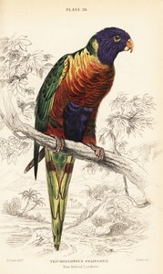 Regnbågslorikeet, Trichoglossus moluccanus av William Home Lizars
