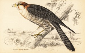 Rödhalsfalk, Falco chicquera ruficollis av William Home Lizars