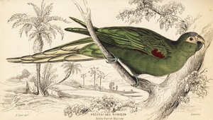 Rödaxlad ara, Diopsittaca nobilis