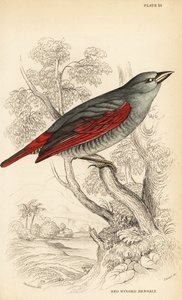 Rödvingad pytilia, Pytilia phoenicoptera (Rödvingad bengaly, Pytilia phaenicoptera) av William Home Lizars