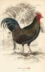 Röd djungelfågel, Gallus gallus javanicus