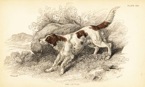 Setter, Canis lupus familiaris (Canis index) av William Home Lizars