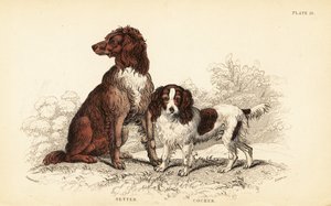 Setter och cocker spaniel, Canis lupus familiaris av William Home Lizars