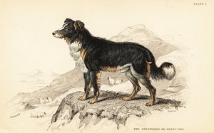 Herdehund eller fårhund, Canis lupus familiaris (Canis domesticus) av William Home Lizars
