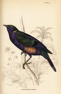 Strålande glänsande stare (Senegal), Lamprotornis splendidus chrysonotis (Golden eared grakle, Lamprotornis chrysonotis) av William Home Lizars