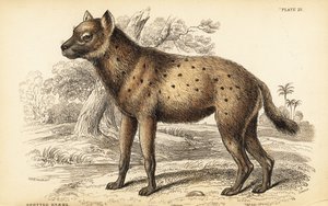 Fläckig hyena eller skratthyena, Crocuta crocuta (Hyaena crocuta) av William Home Lizars