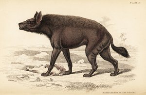 Randig hyena, Hyaena hyaena (öknens nakenhyena, Hyaena vulgaris)