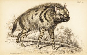 Randig Hyena, Haena Haena av William Home Lizars
