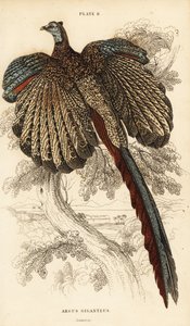 Den stora argus, Argusianus argus (Argus fasan eller gigantisk argus, Argus giganteus) av William Home Lizars