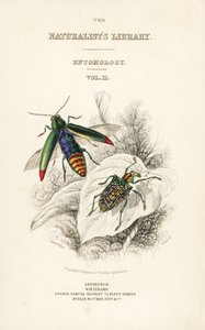 Titelsida med vinjett av juvelbagge, Chrysochroa fulminans och lappvingad diamantbagge, Curculio splendens av William Home Lizars