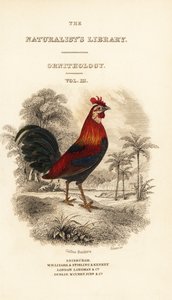 Titelblad med vinjett av röd djungelfågel (Javan), Gallus gallus bankiva av William Home Lizars