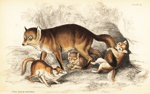 Variation av rödräv, Vulpes vulpes, med ungar (Bayerns kolräv, Vulpes alopex) av William Home Lizars