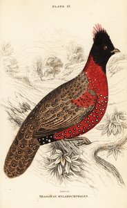 Västra tragopan eller västra horned tragopan, Tragopan melanocephalus av William Home Lizars
