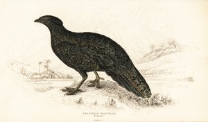 Västra tragopan eller västra horned tragopan, hona, Tragopan melanocephalus av William Home Lizars