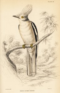 Vitkrönad hjälmskrika, Prionops plumatus