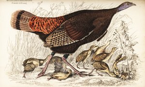 Vild kalkon, hona och ung, Meleagris gallopavo av William Home Lizars