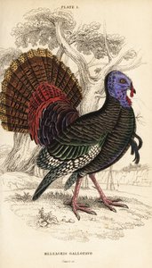 Vild kalkon, hane, Meleagris gallopavo av William Home Lizars