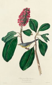 Bonaparte flugfångare