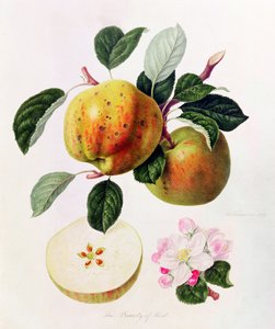 Kents skönhet, 1819
