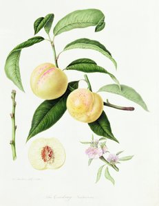 Conudray-nektarinen, 1820 av William Hooker